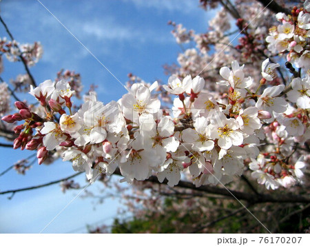 若い桜の花 76170207