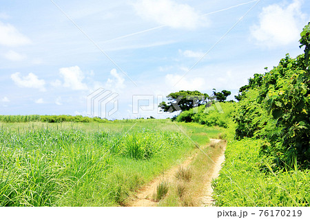 沖縄の風景 草原と道の写真素材 [76170219] - PIXTA