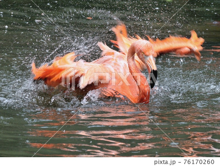 フラミンゴの水浴び1 76170260