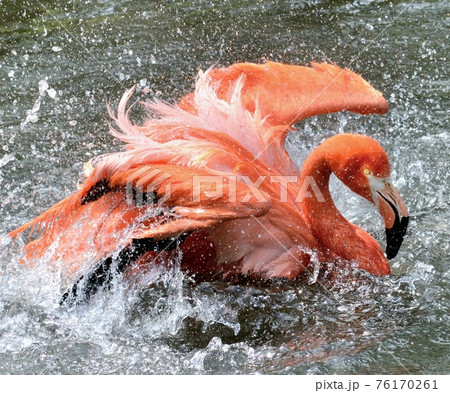 フラミンゴの水浴び2 フラミンゴの水浴び2 76170261