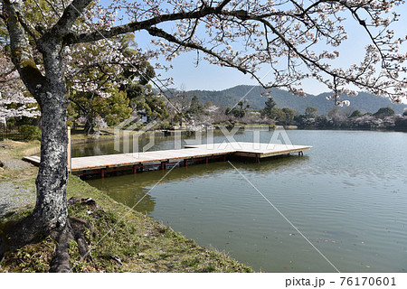 春の大沢池 池舞台 京都市嵯峨野の写真素材 [76170601] - PIXTA