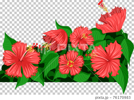 ハイビスカス　新緑　素材　イラスト 76170983