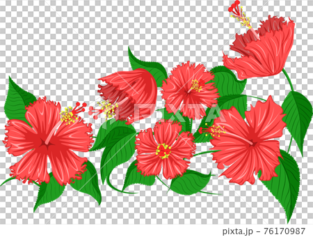 ハイビスカス　素材　イラスト 76170987