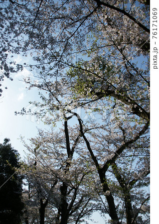 鳥取　四季の散歩　春　青島　 76171069