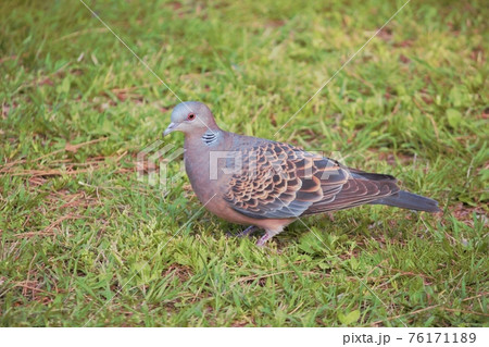 素材 鳩 ハト 02 76171189