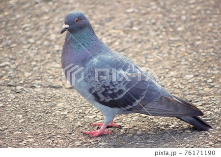 素材 鳩 ハト 01 76171190