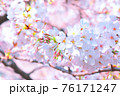 満開の桜に日差しが注ぐ春爛漫の景色 76171247