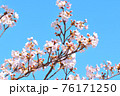 快晴の青空に咲く桜の花びら 76171250