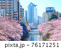 目黒川沿いに咲く満開の桜とビル群 76171251