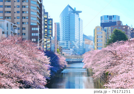 目黒川沿いに咲く満開の桜とビル群 76171251