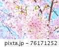 満開の桜に陽光が射す春の風景 76171252