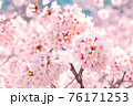ピンクに色づく満開の桜の幻想的な風景 76171253