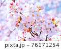 桃色に色づく満開の桜 76171254