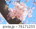 快晴の青空と綺麗に咲き誇る桜の花びら 76171255