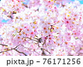 満開の桜が咲く春爛漫の風景 76171256