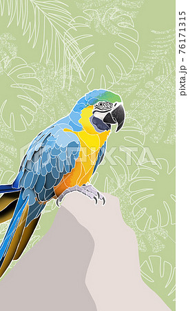 Blue Yellow Macaw オウムのイラスト素材