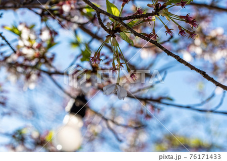 最後のひとつの桜の花 76171433