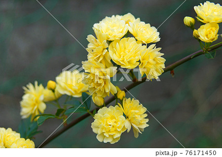 黄モッコウ薔薇：春に自宅の庭に毎年咲きます 76171450