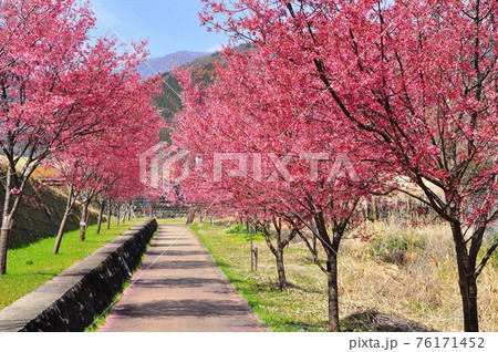 神奈川県立秦野戸川公園　水無川駐車場隣のおかめ桜散策路 76171452