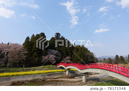桜 菜の花 天満神社 桜 菜の花 天満神社 76171548