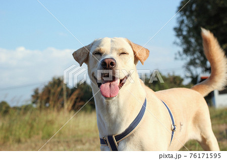 cute labrador dog smile with blue sky background cute labrador dog smile with blue sky background 76171595