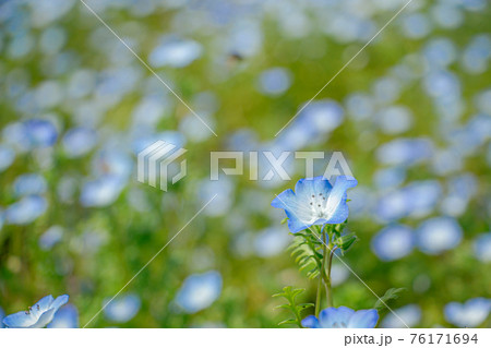 鹿児島県の慈眼寺公園に咲く一面のネモフィラ　　満開の瑠璃唐草 76171694