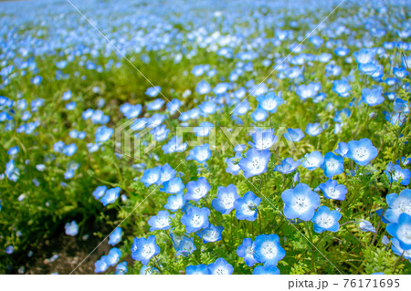 鹿児島県の慈眼寺公園に咲く一面のネモフィラ　　満開の瑠璃唐草 76171695