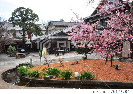 静岡県　柿田川公園　みやげもの店と早咲き桜 76172204