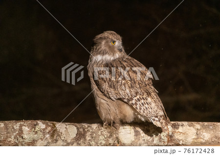 森の神 シマフクロウ 森の神 シマフクロウ 76172428