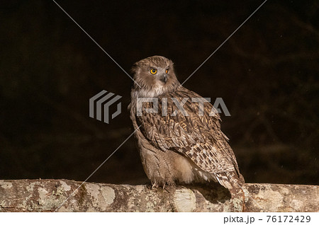森の神　シマフクロウ 76172429