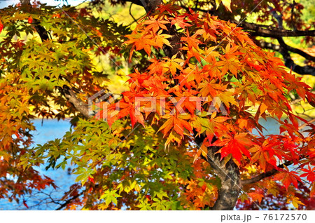 蓼科湖 紅葉 蓼科湖 紅葉 76172570