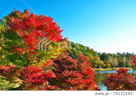 蓼科湖 紅葉 蓼科湖 紅葉 76172583
