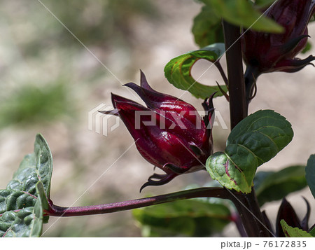 Close up Hibiscus sabdariffa or roselle fruit 76172835