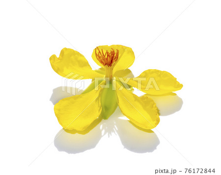 Close up Yellow flower of Micky mouse flower on white background. 76172844