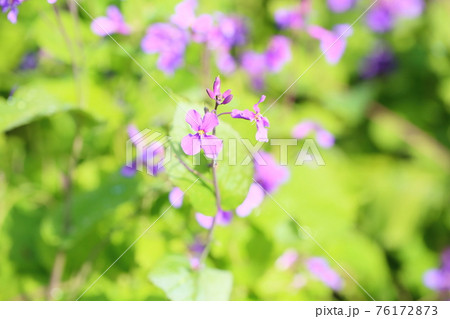 ムラサキハナナの花 ムラサキハナナの花 76172873