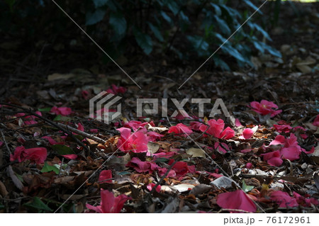 落ち椿 76172961