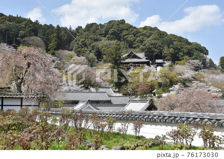 春の長谷寺 本坊から本堂遠望 奈良県桜井市 春の長谷寺 本坊から本堂遠望 奈良県桜井市 76173030