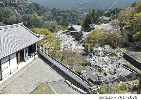 春の長谷寺 境内の桜 奈良県桜井市 春の長谷寺 境内の桜 奈良県桜井市 76173039