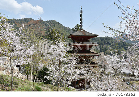 春の長谷寺 五重塔 奈良県桜井市 春の長谷寺 五重塔 奈良県桜井市 76173262