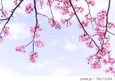 三重県松阪市 青空に映える笠松河津桜の枝 三重県松阪市 青空に映える笠松河津桜の枝 76173284