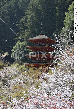 春の長谷寺 五重塔 奈良県桜井市 春の長谷寺 五重塔 奈良県桜井市 76173492
