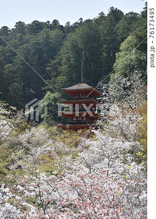 春の長谷寺 五重塔 奈良県桜井市 春の長谷寺 五重塔 奈良県桜井市 76173495