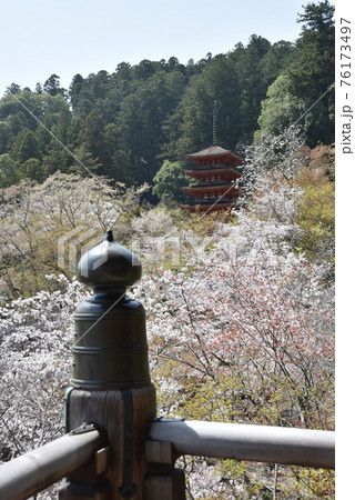 春の長谷寺 本堂から五重塔を望む 奈良県桜井市 春の長谷寺 本堂から五重塔を望む 奈良県桜井市 76173497