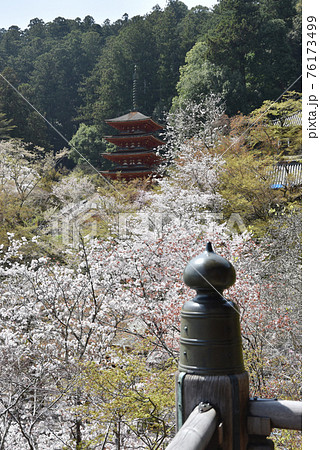 春の長谷寺 本堂から五重塔を望む 奈良県桜井市 春の長谷寺 本堂から五重塔を望む 奈良県桜井市 76173499