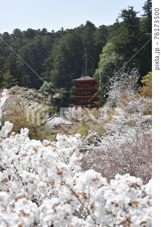 春の長谷寺 本堂から五重塔を望む 奈良県桜井市 春の長谷寺 本堂から五重塔を望む 奈良県桜井市 76173500