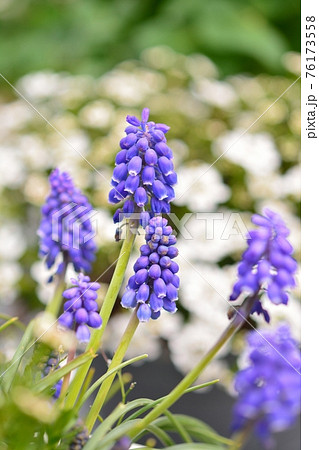 ムスカリ ムスカリ 76173558