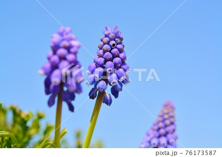 ムスカリ 76173587