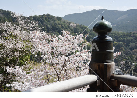 春の長谷寺 本堂の擬宝珠と桜 奈良県桜井市 春の長谷寺 本堂の擬宝珠と桜 奈良県桜井市 76173670