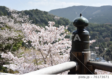 春の長谷寺 本堂の擬宝珠と桜 奈良県桜井市 春の長谷寺 本堂の擬宝珠と桜 奈良県桜井市 76173671