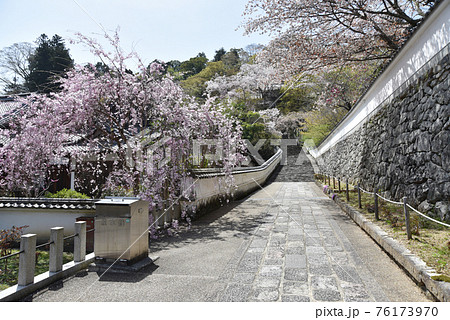 春の長谷寺 参道の桜 奈良県桜井市 春の長谷寺 参道の桜 奈良県桜井市 76173970